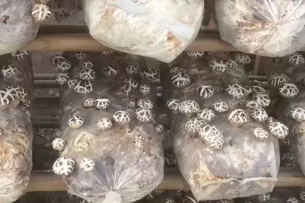 图片[5]-香菇品质的关键因素：水分、光照、温度如何把控？-会东网