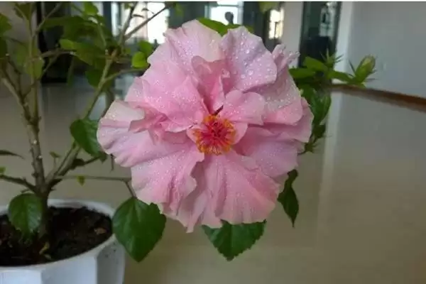 木菊花叶子发黄是什么原因呢,木菊花叶子发黄可能因浇水多或土壤板结插图1