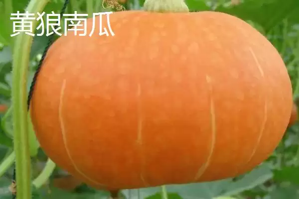 了解我国本土南瓜品种的方法和重点?认识本土南瓜品种要做好哪些细节?插图2 了解我国本土南瓜品种的方法和重点?认识本土南瓜品种要做好哪些细节?插图2