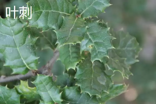 图片[3]-茎刺和叶刺的区别 ,茎刺和叶刺在哪些方面不同呢-会东网