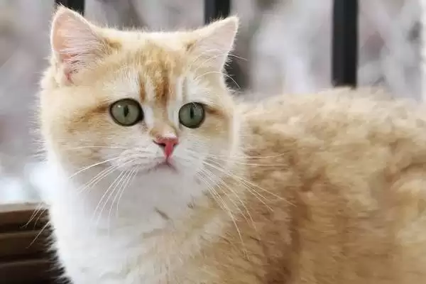 猫咪绝育前要做哪些准备 ,猫咪绝育前要确保不在发情期插图2