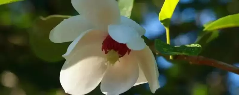 天女花怎么种？种植天女花要掌握哪些从选地、播种到养护的关键步骤？-会东网
