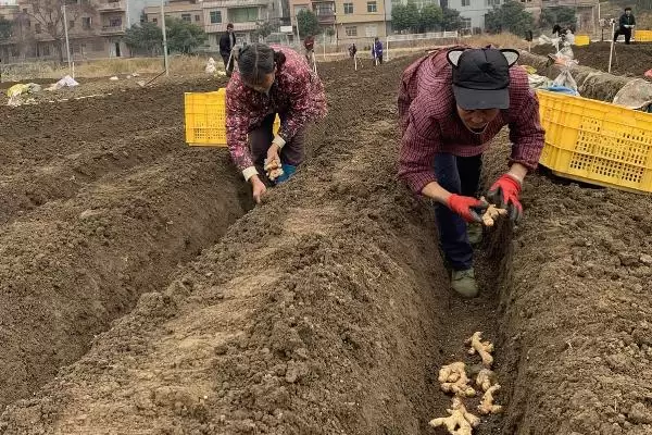 图片[3]-生姜高产种植方法？种植生姜实现高产要遵循哪些科学的种植方法？-会东网