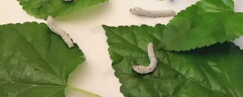养蚕的方法和重点？养蚕要做好哪些细节？(3)-会东网