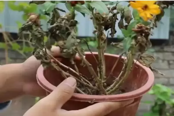 菊花叶片枯萎的解决方法 ,菊花叶片枯萎如何根据原因解决呢?插图6 菊花叶片枯萎的解决方法 ,菊花叶片枯萎如何根据原因解决呢?插图6