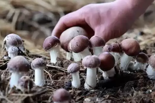 图片[2]-食用菌的种植前景？了解食用菌种植前景要分析哪些市场和产业因素？-会东网