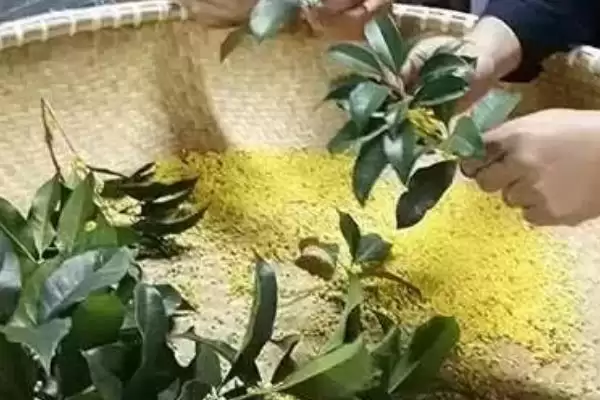图片[8]-日香桂和四季桂的区别？区分日香桂和四季桂要关注哪些差异？-会东网