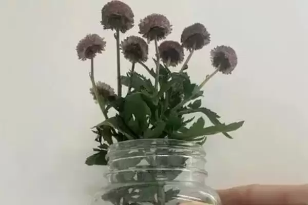 图片[6]-水培菊花为什么不生根？探究水培菊花不生根原因要考虑哪些因素？-会东网