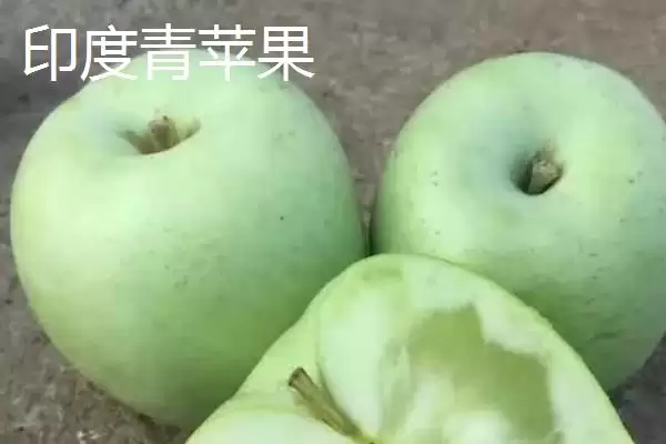 有哪些冷门苹果品种,包括印度青苹果、黄香蕉苹果、红星苹果等种类插图1 有哪些冷门苹果品种,包括印度青苹果、黄香蕉苹果、红星苹果等种类插图1