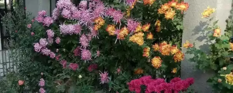 判断院子里能否种菊花的方法和重点？判断院子里能否种菊花要做好哪些细节？-会东网