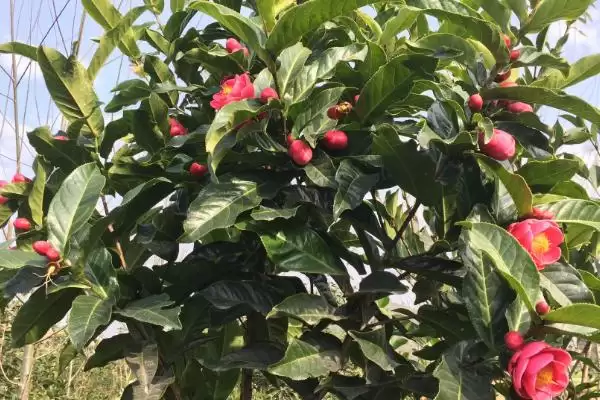 图片[4]-了解养殖山茶花禁忌的方法和重点？了解养殖山茶花禁忌要做好哪些细节？-会东网