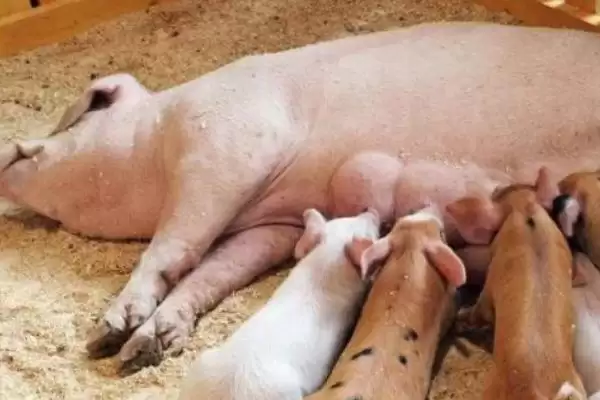 母猪在哺乳期能不能进行驱虫呢,因驱虫药有毒性母猪哺乳期不建议驱虫插图3 母猪在哺乳期能不能进行驱虫呢,因驱虫药有毒性母猪哺乳期不建议驱虫插图3