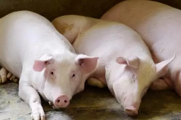 家畜饲养的情况,大多数企业都处于传统粗放型的发展状态插图2 家畜饲养的情况,大多数企业都处于传统粗放型的发展状态插图2