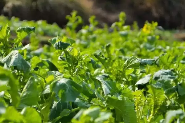 油菜种子是单子叶还是双子叶,是双子叶插图3 油菜种子是单子叶还是双子叶,是双子叶插图3