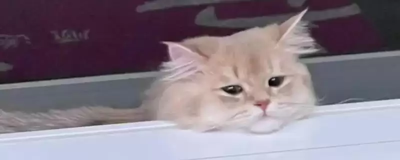 猫咪犯错后会有怎样的表现 ,猫咪犯错常装可怜或躲着观察-会东网