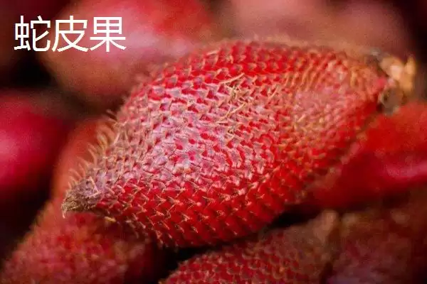 图片[6]-了解我国大陆地区最贵水果的方法和重点？认识大陆最贵水果要做好哪些细节？-会东网