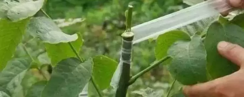 猕猴桃树的嫁接技术有哪几种呢 ,猕猴桃树嫁接可采用劈接等多种方法插图 猕猴桃树的嫁接技术有哪几种呢 ,猕猴桃树嫁接可采用劈接等多种方法插图