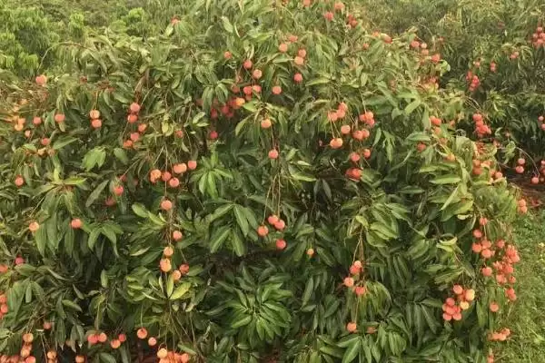 图片[3]-荔枝种植的注意事项 ,荔枝种植要考虑哪些方面因素？-会东网