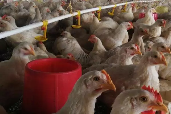 区分肉鸡和蛋鸡的方法和重点?养鸡要做好哪些养殖类型区分?插图3 区分肉鸡和蛋鸡的方法和重点?养鸡要做好哪些养殖类型区分?插图3