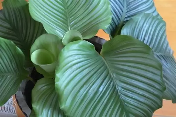 青苹果竹芋怎么养爆盆,在生长期每周施加一次稀薄的有机肥插图4 青苹果竹芋怎么养爆盆,在生长期每周施加一次稀薄的有机肥插图4