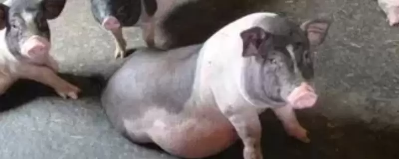 了解猪贩子挑猪方法的方法和重点？养猪要做好哪些销售前准备细节？-会东网