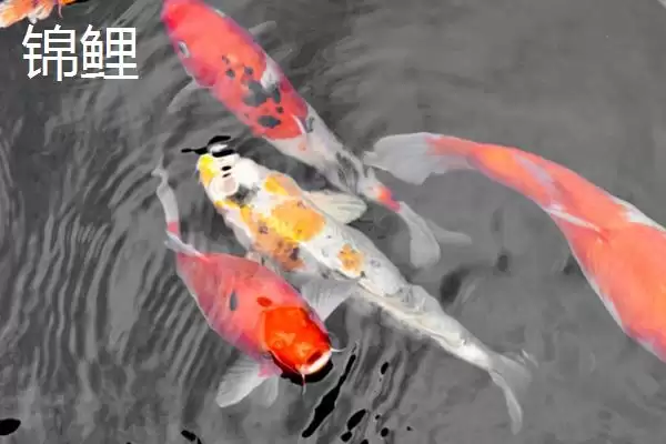 图片[2]-锦鲤和草金鱼的区别 ,锦鲤和草金鱼有哪些不同呢-会东网