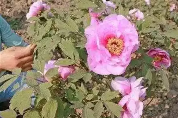 图片[4]-秋天芍药花施肥要点：秋天施肥对芍药生长的作用-会东网