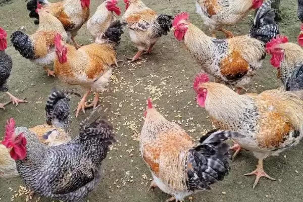 计算散养土鸡成本的方法和重点?养鸡要做好哪些成本核算?插图5 计算散养土鸡成本的方法和重点?养鸡要做好哪些成本核算?插图5