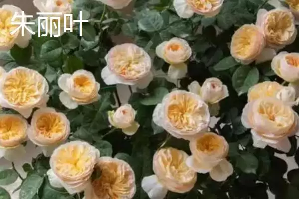 图片[3]-认识月季品种的方法和重点？认识月季品种要做好哪些细节？-会东网