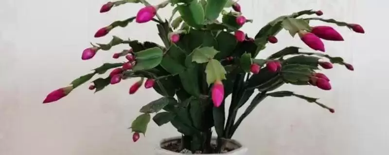 蟹爪兰种植的方式和要点？种植蟹爪兰要选择哪些合适方式？-会东网