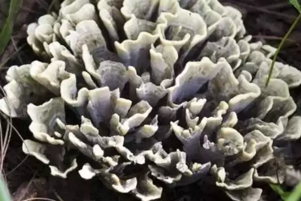 图片[7]-鉴别野生菌是否有毒的方法和重点？鉴别野生菌是否有毒要做好哪些细节？-会东网