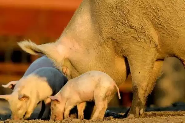 母猪下崽前会有什么症状表现呢,母猪下崽前两周乳房从前向后逐渐膨大插图4 母猪下崽前会有什么症状表现呢,母猪下崽前两周乳房从前向后逐渐膨大插图4