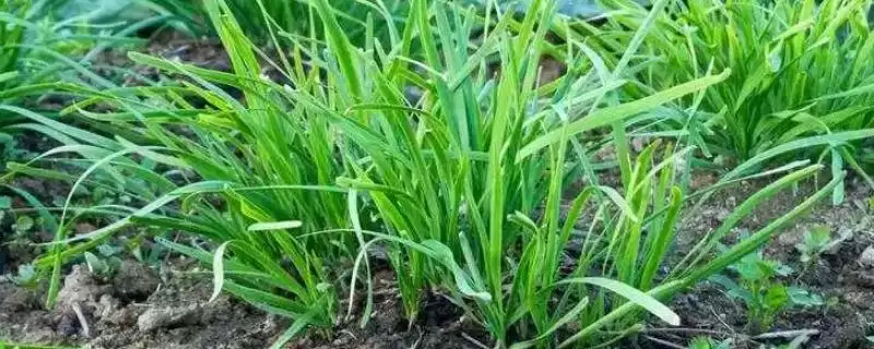 韭菜的种植方法 ,韭菜出苗后浇水频率是怎样的呢?-会东网