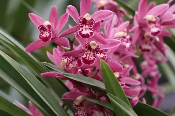 图片[3]-兰花的花语和象征意义 ,兰花有哪些花语及象征内涵？-会东网
