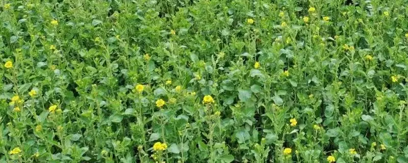 油菜种植区肥料技巧，根据土壤肥力条件来施肥-会东网