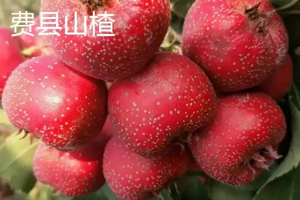 山东临沂市的特色水果,包括蒙阴蜜桃、大店草莓、蒙阴苹果等品种插图9 山东临沂市的特色水果,包括蒙阴蜜桃、大店草莓、蒙阴苹果等品种插图9