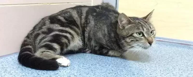 猫咪软骨病应该怎么治疗 ,不同原因的猫咪软骨病治疗方法不同-会东网