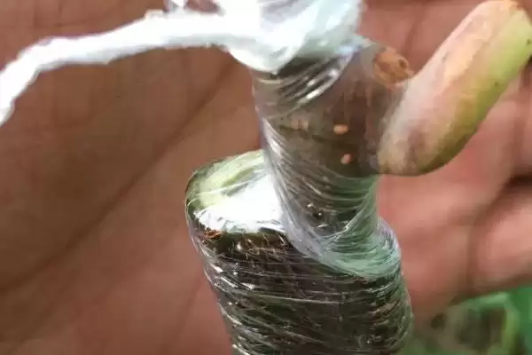 猕猴桃树的嫁接技术有哪几种呢 ,猕猴桃树嫁接可采用劈接等多种方法插图1 猕猴桃树的嫁接技术有哪几种呢 ,猕猴桃树嫁接可采用劈接等多种方法插图1