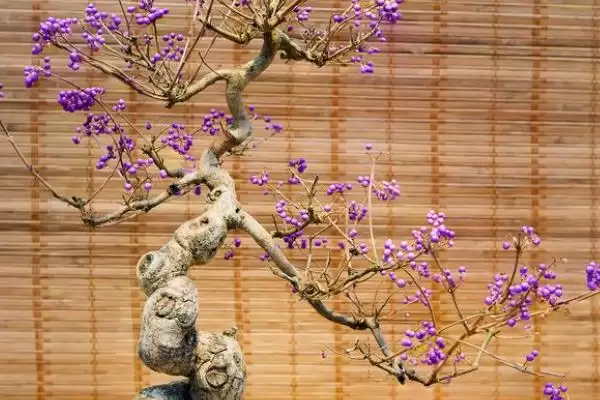图片[2]-怎么养丁香花盆栽，冬季养殖时需要移至室内-会东网