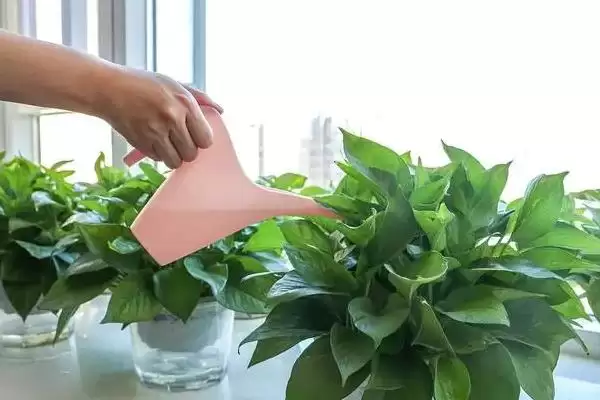 绿萝盆栽的养护方法有哪些 ,绿萝盆栽夏季如何养护插图2 绿萝盆栽的养护方法有哪些 ,绿萝盆栽夏季如何养护插图2