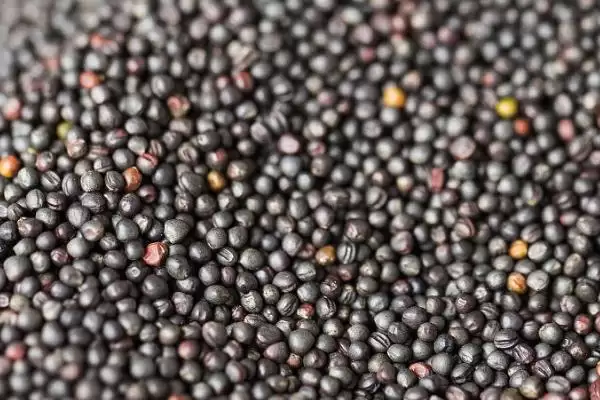 油菜种子是单子叶还是双子叶,是双子叶插图1 油菜种子是单子叶还是双子叶,是双子叶插图1