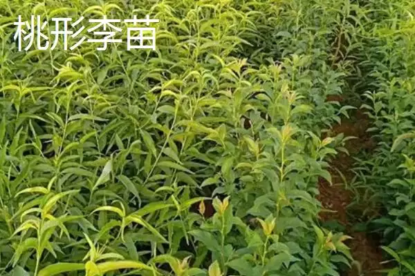 图片[6]-李子属于酸性还是碱性，属于少数酸性水果之一-会东网