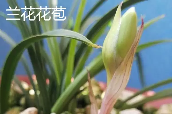 兰花花苞和新芽的区别 ,兰花花苞和新芽在哪些方面不同？插图1
