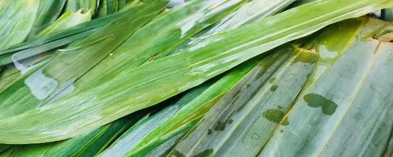 粽叶种类的分类和要点？了解粽叶种类需关注哪些关键内容？-会东网