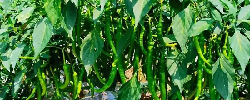 辣椒的生长周期 ,辣椒从现蕾到坐果需多久时间?-会东网