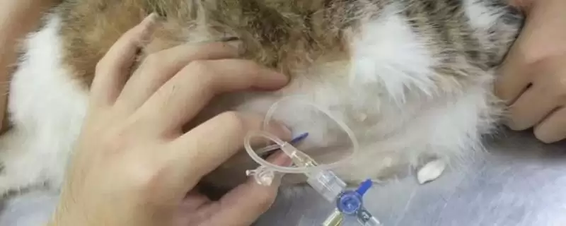 猫传腹腹水能抽水治疗吗 ,猫传腹腹水何时抽水缓解-会东网