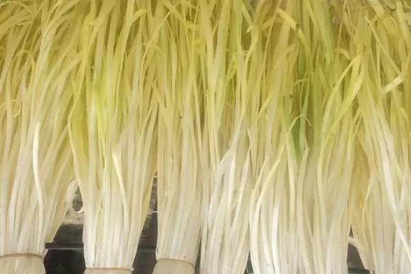 图片[8]-秋天种植蔬菜清单：菠菜、香菜、白菜、萝卜等适宜品种-会东网