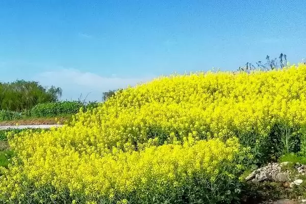 油菜高产栽培技术,长江流域的播期最迟不超过10月中旬插图3 油菜高产栽培技术,长江流域的播期最迟不超过10月中旬插图3