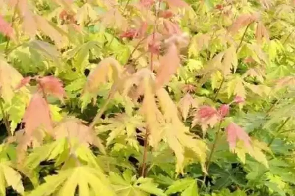 图片[4]-色木槭栽培技术？栽培色木槭要遵循哪些科学的栽培方法和要点？-会东网