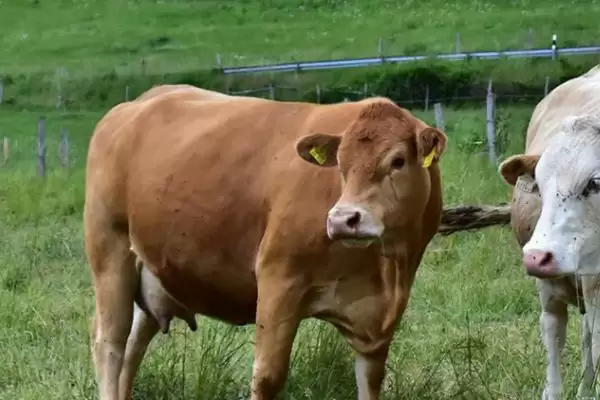 牛的精神和品格颂歌:勤劳憨厚背后的农耕文化插图3 牛的精神和品格颂歌:勤劳憨厚背后的农耕文化插图3